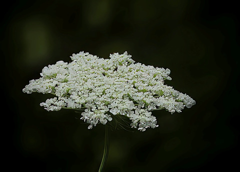 H1005300ハナウド