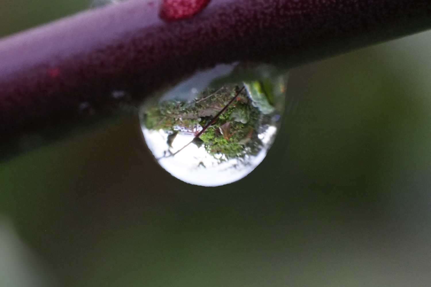雨上がり 水滴 湖都の四季彩