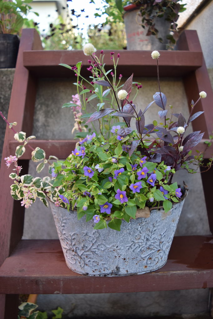 明日 ９月１０日土曜 １１日日曜 の入荷情報 花の店 葉音