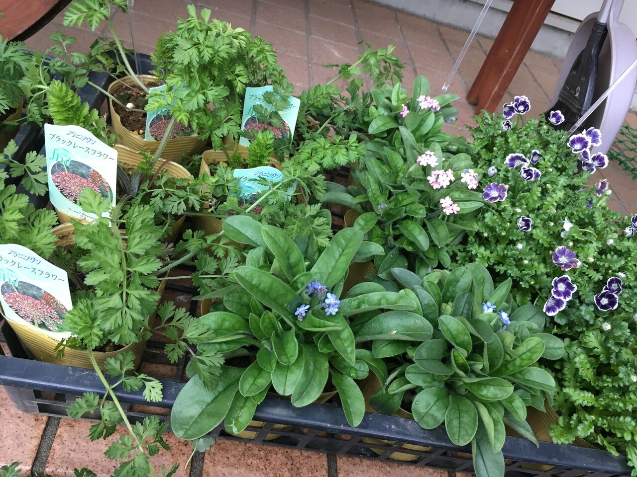 エフメールナガモリさんの春植え宿根苗など入荷 花の店 葉音