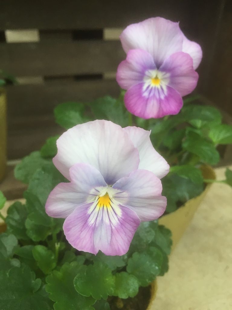 パンジー ビオラ入荷しました 花の店 葉音