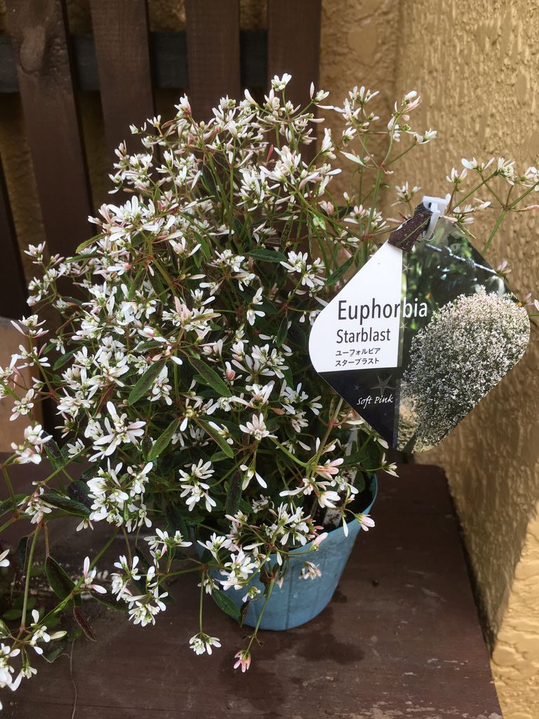 夏のガーデン 花の店 葉音