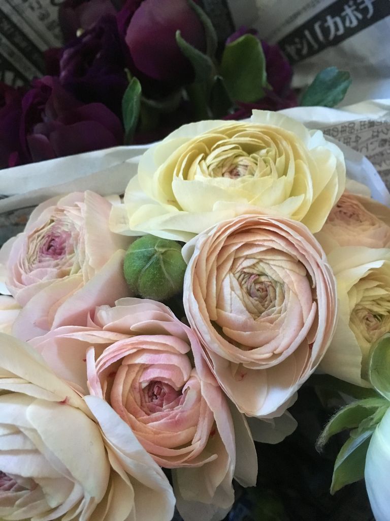 冬こそお花 花の店 葉音