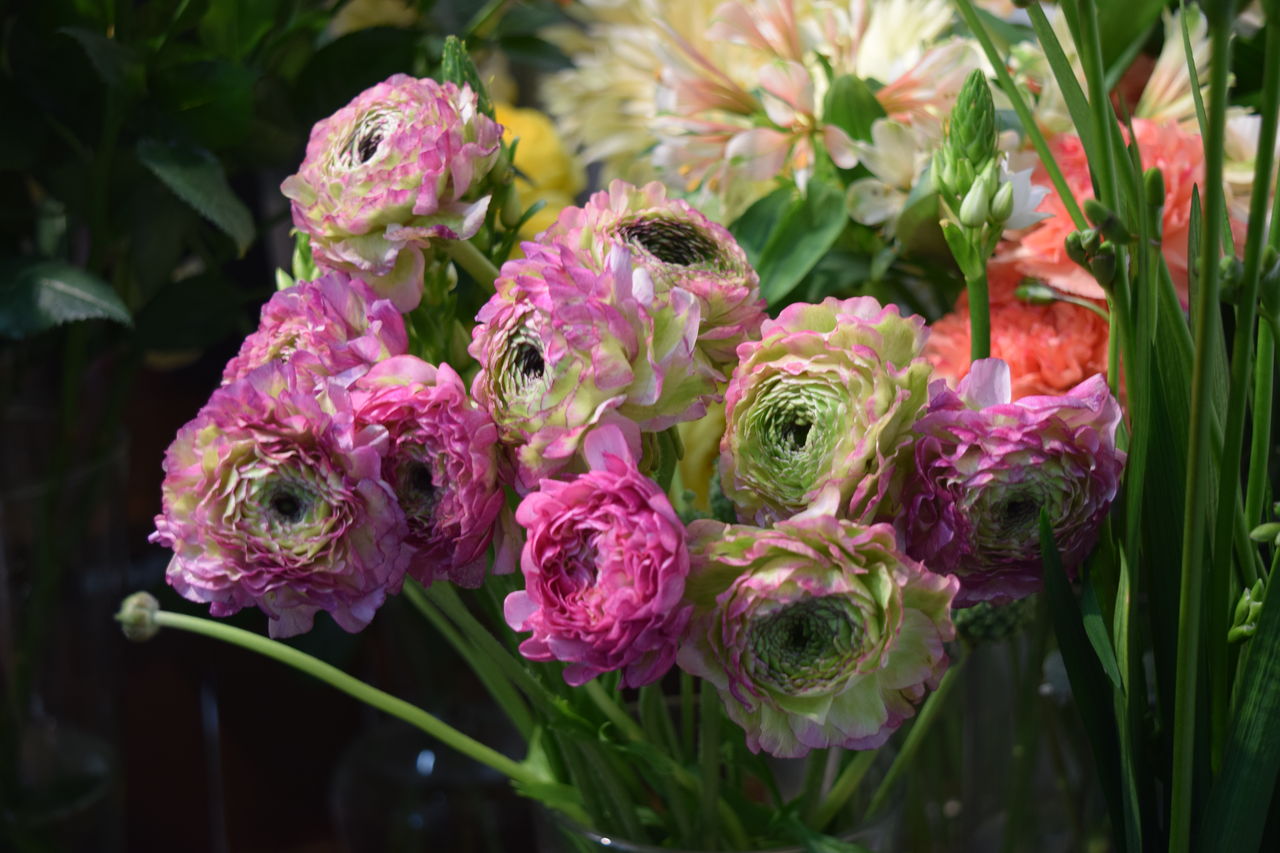 切り花の入荷情報 花の店 葉音 切り花の入荷情報 花の店 葉音