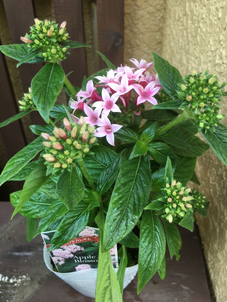 夏のガーデン 花の店 葉音