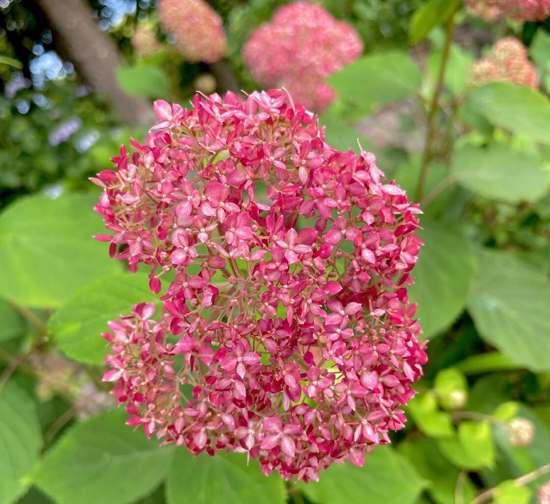 亜米利加紫陽花 ルビーのアナベル 花の名残り