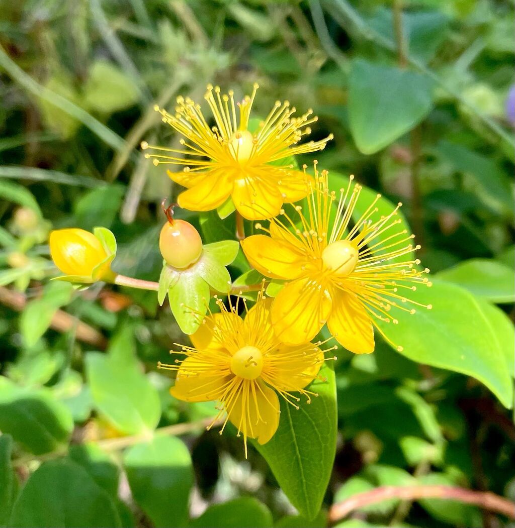 ヒペリカム イノドルム エラツム 花の名残り