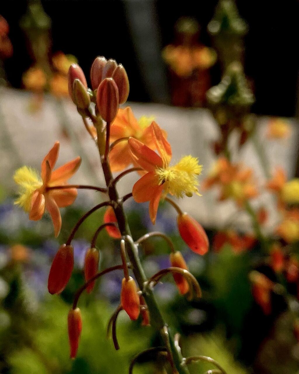 ブルビネ フルテスケンス 花アロエ 花の名残り