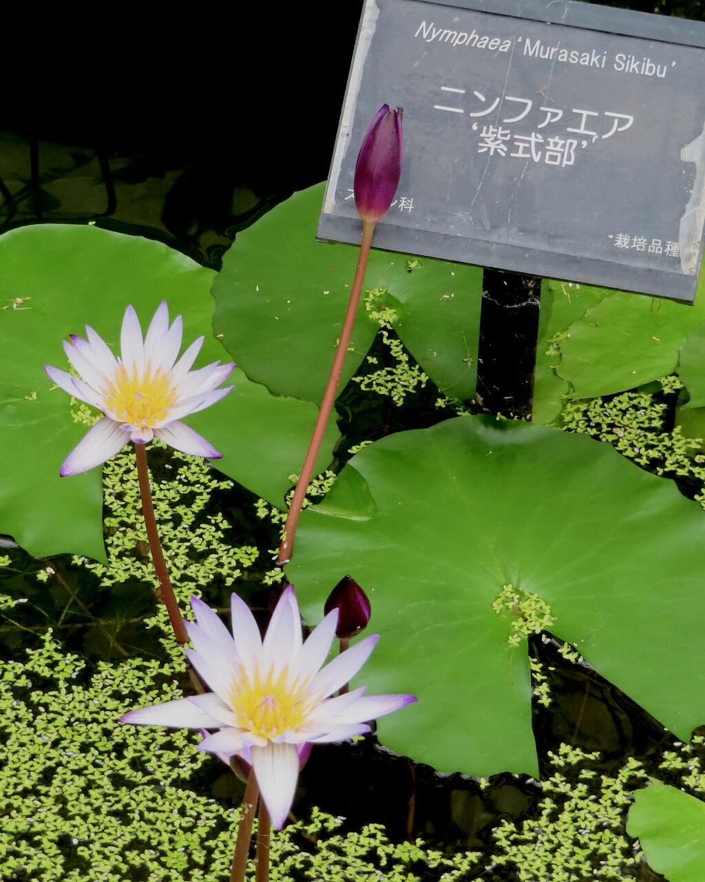 睡蓮の苗(ニンファエア ニューオーリンズレディ)