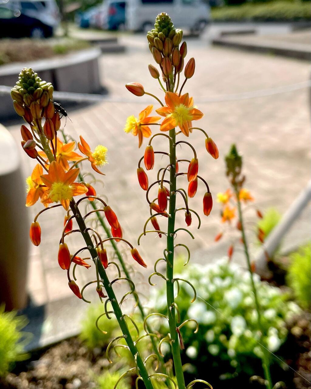 ブルビネ フルテスケンス 花アロエ 花の名残り