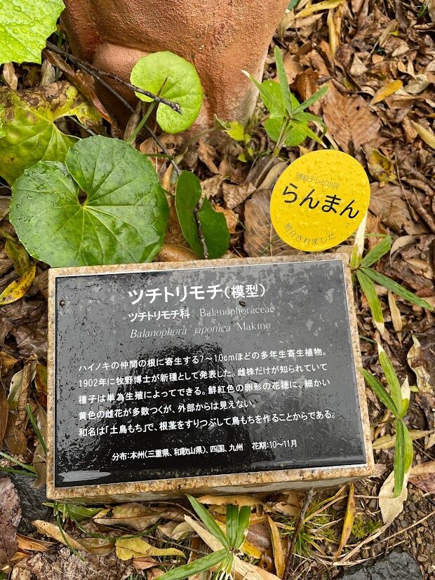 土鳥黐(つちとりもち)模型 : 花の名残り 土鳥黐(つちとりもち)模型 : 花の名残り