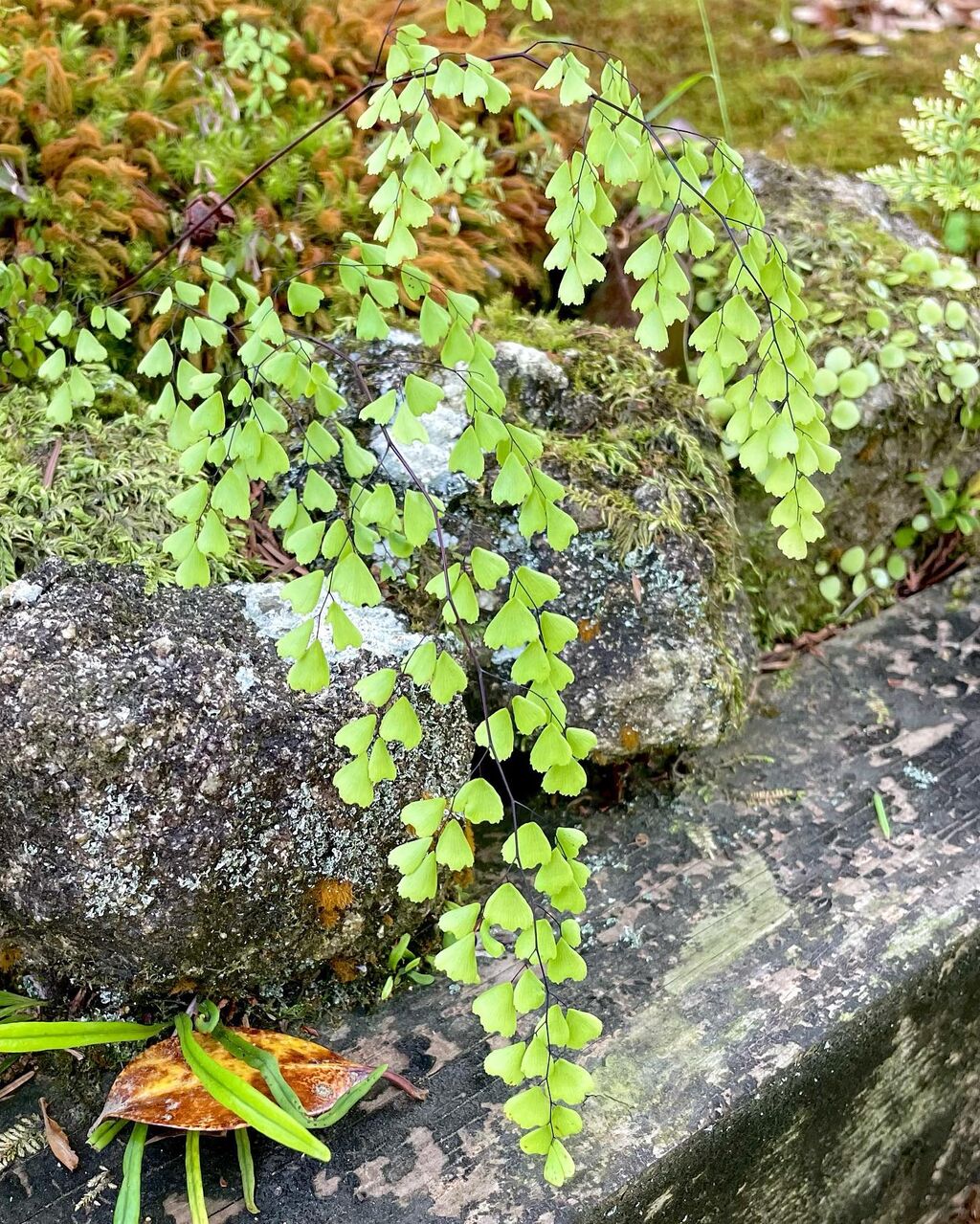 箱根羊歯(はこねしだ) : 花の名残り