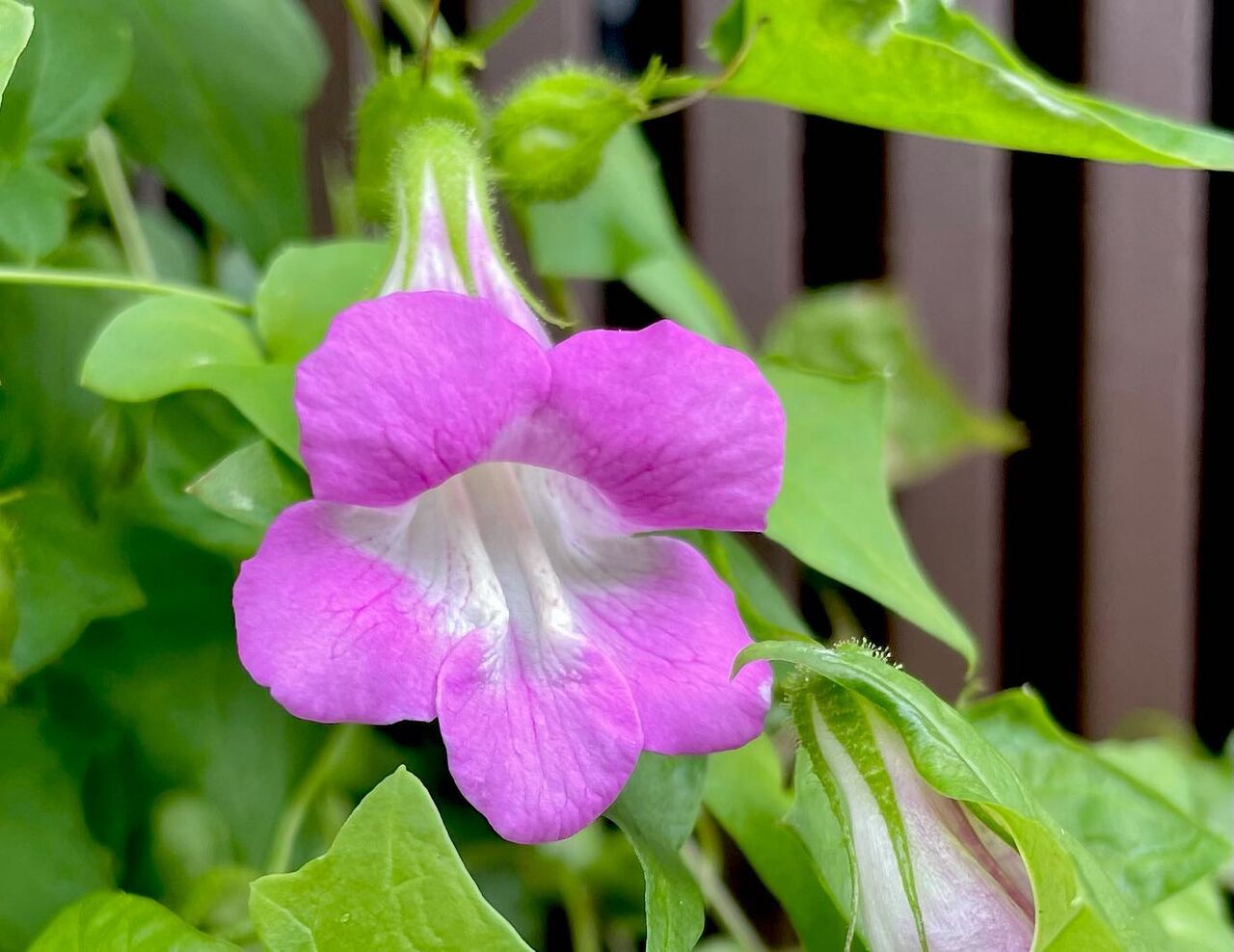 蔦葉桐蔓 つたばきりかずら 花の名残り