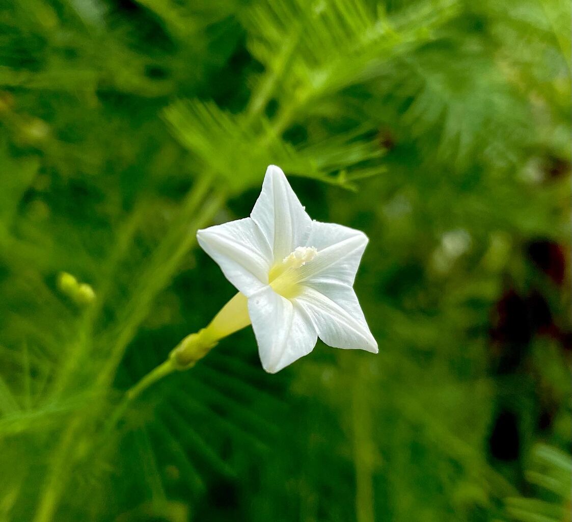 縷紅草 るこうそう 花の名残り
