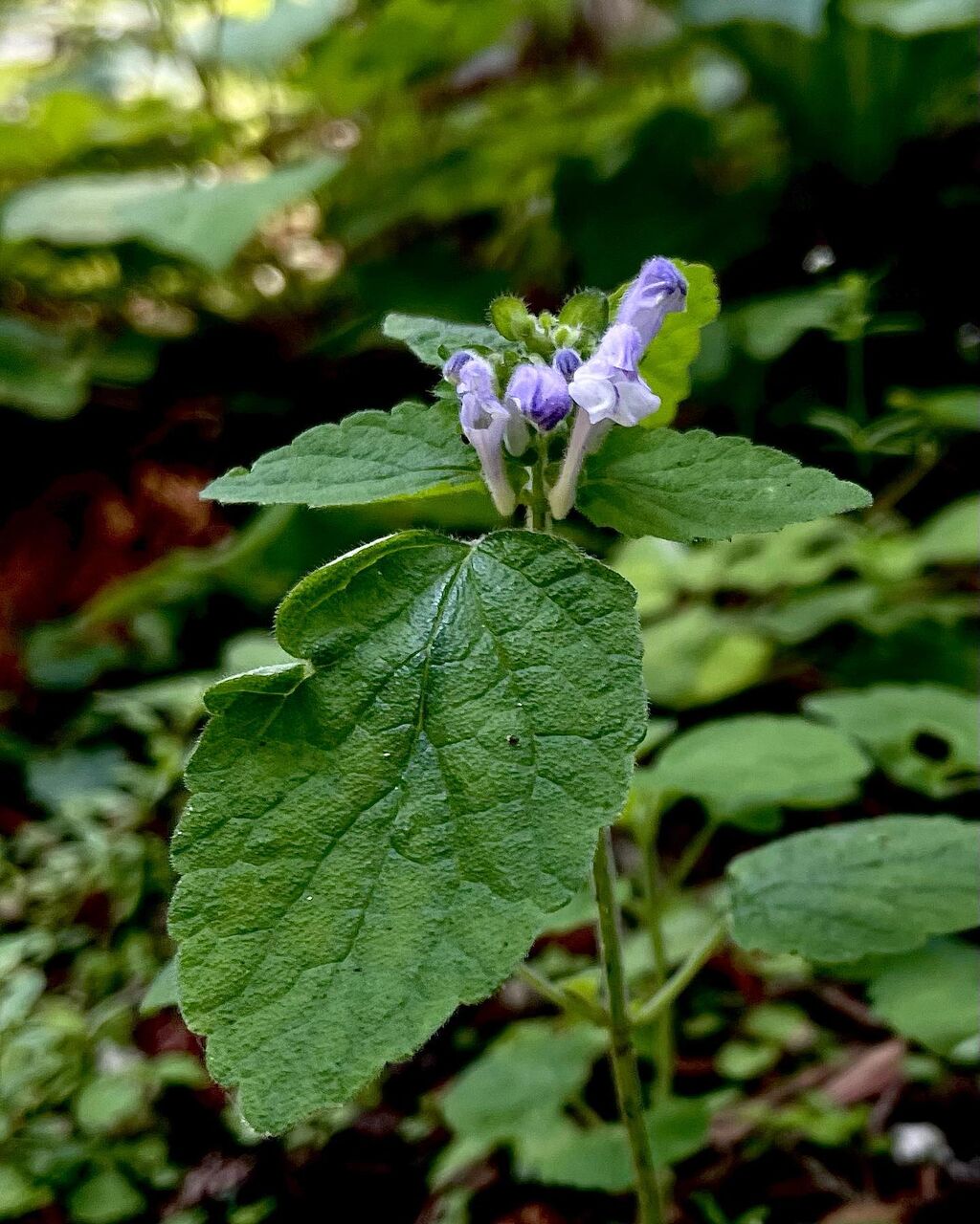 丘立浪草 おかたつなみそう 花の名残り 丘立浪草 おかたつなみそう 花の名残り