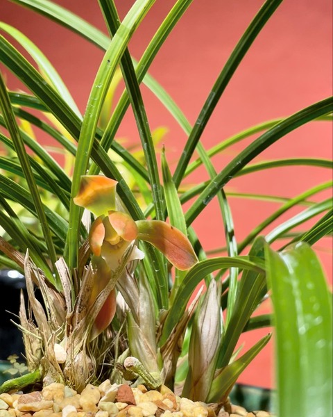 日本春蘭 '極紅'（にほんしゅんらん 'きょっこう'） : 花の名残り