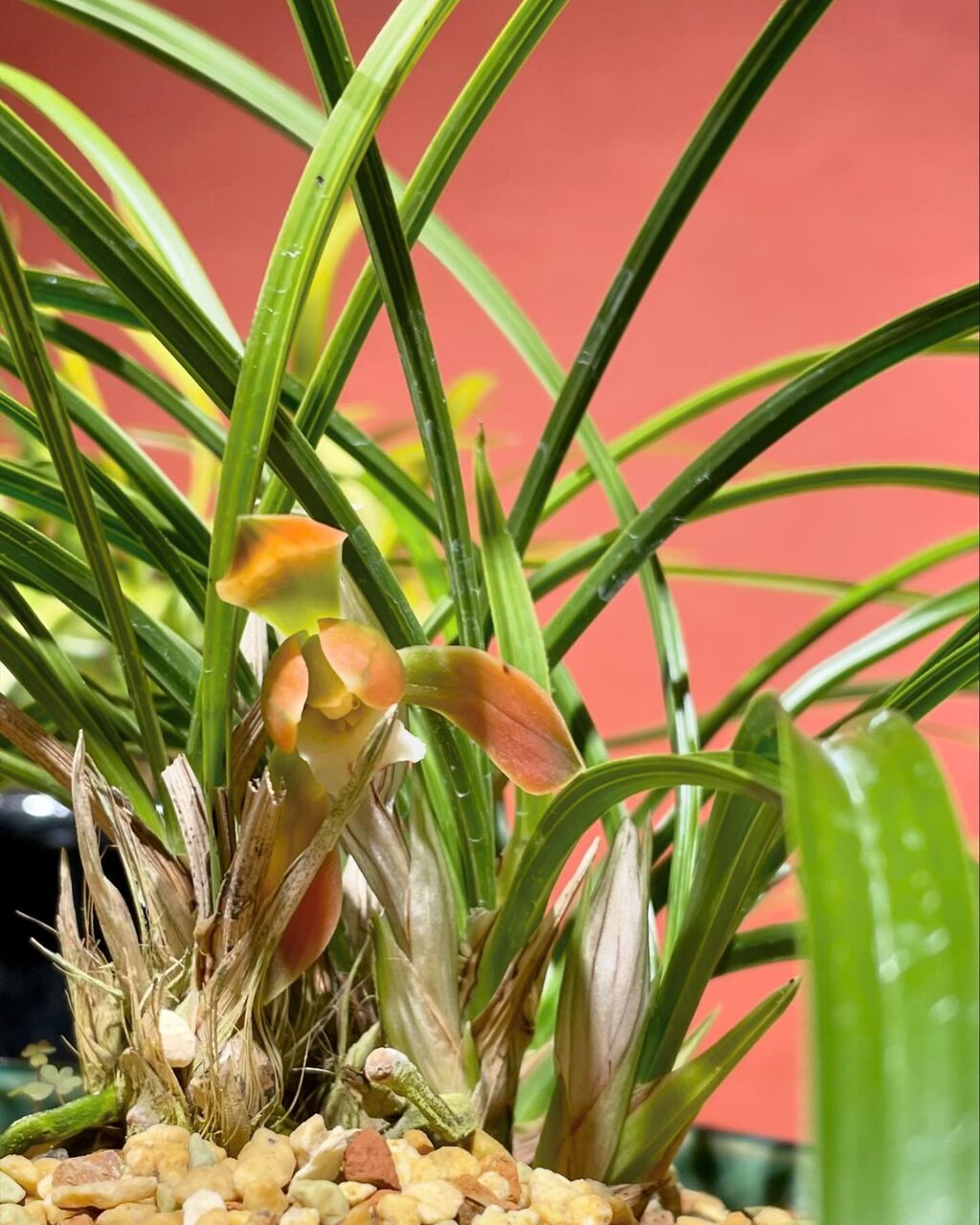 美品★極上★Millyミリー7万★4size/9号ワンピースP152 日本春蘭 紅寿丸（こうじゅまる） ４条 中木 ☆