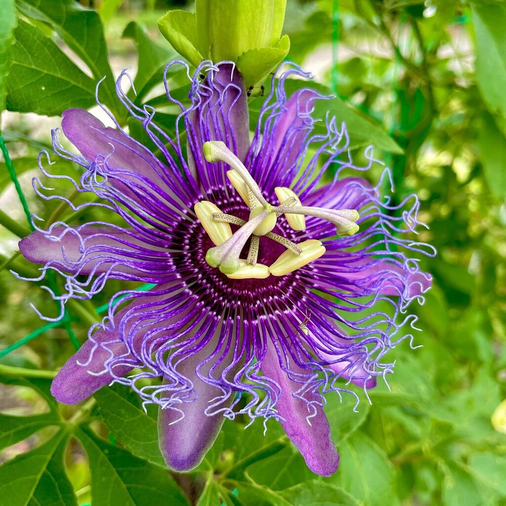 パッシフローラ インセンス 花の名残り