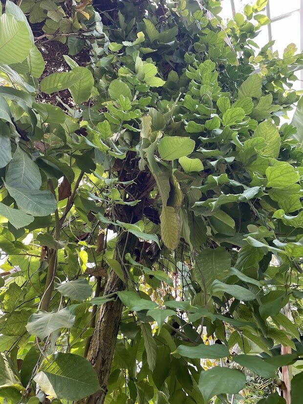 双樹沙羅 沙羅樹／沙羅双樹 : 花の名残り