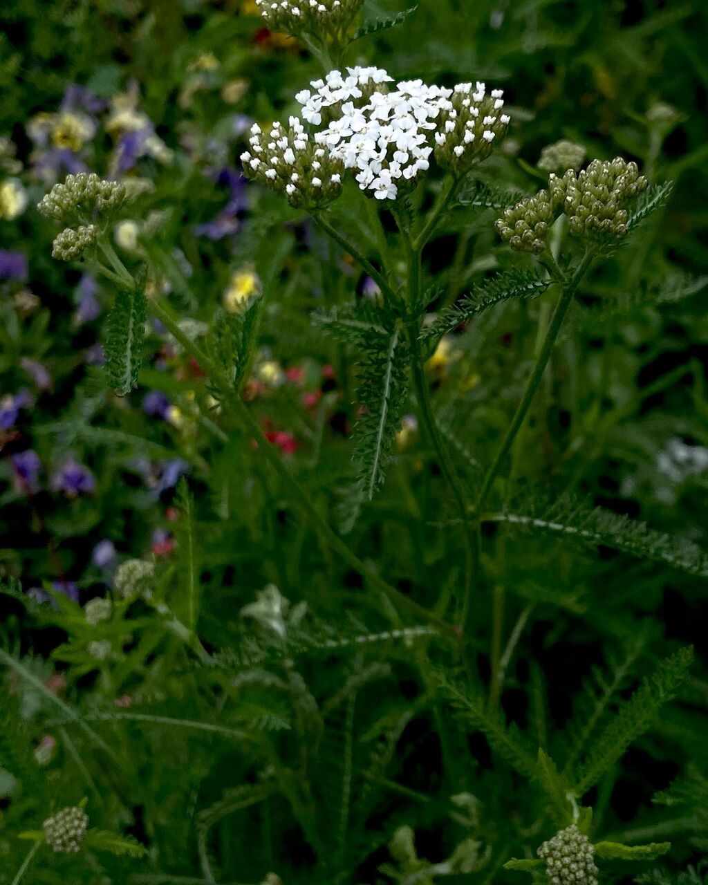 西洋鋸草 せいようのこぎりそう 花の名残り
