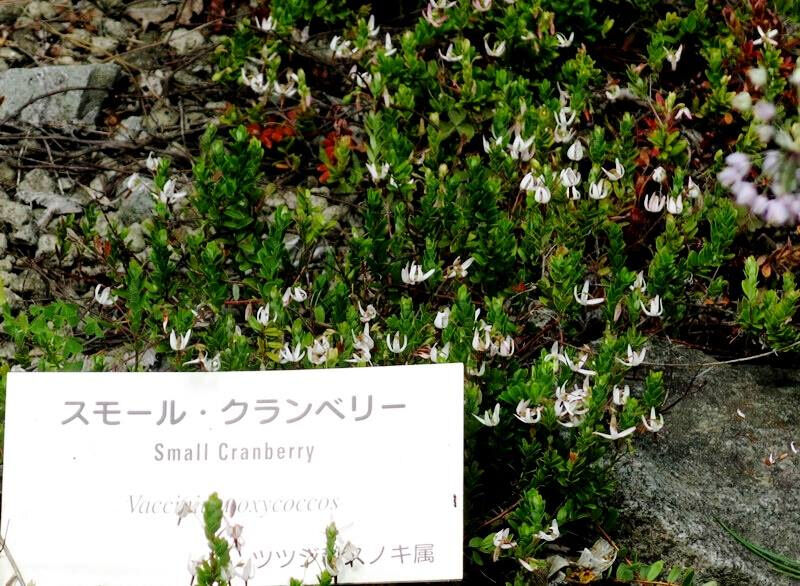 スモール クランベリー 花の名残り