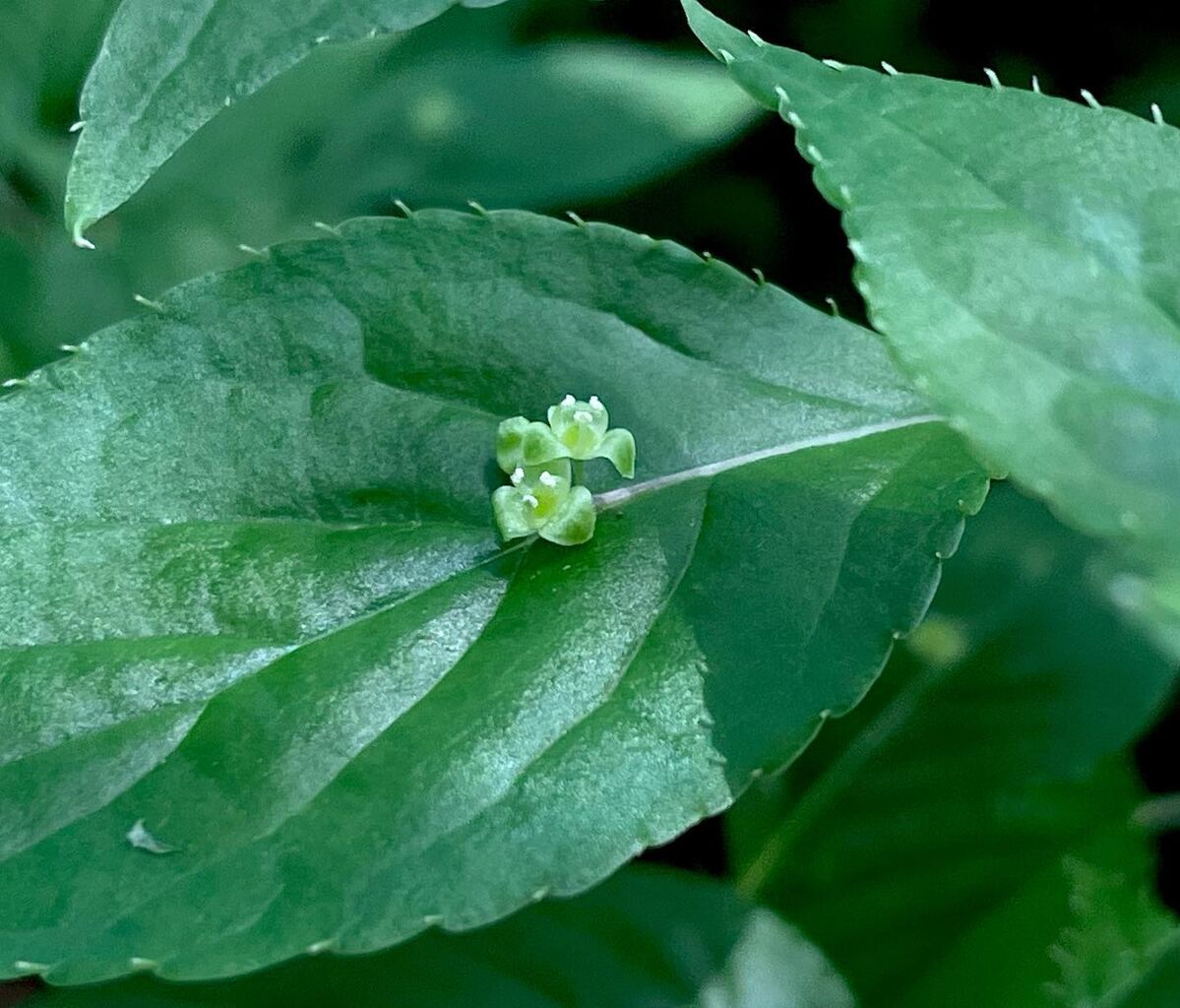 超熱 花筏（はないかだ） 花の名残り : 武具