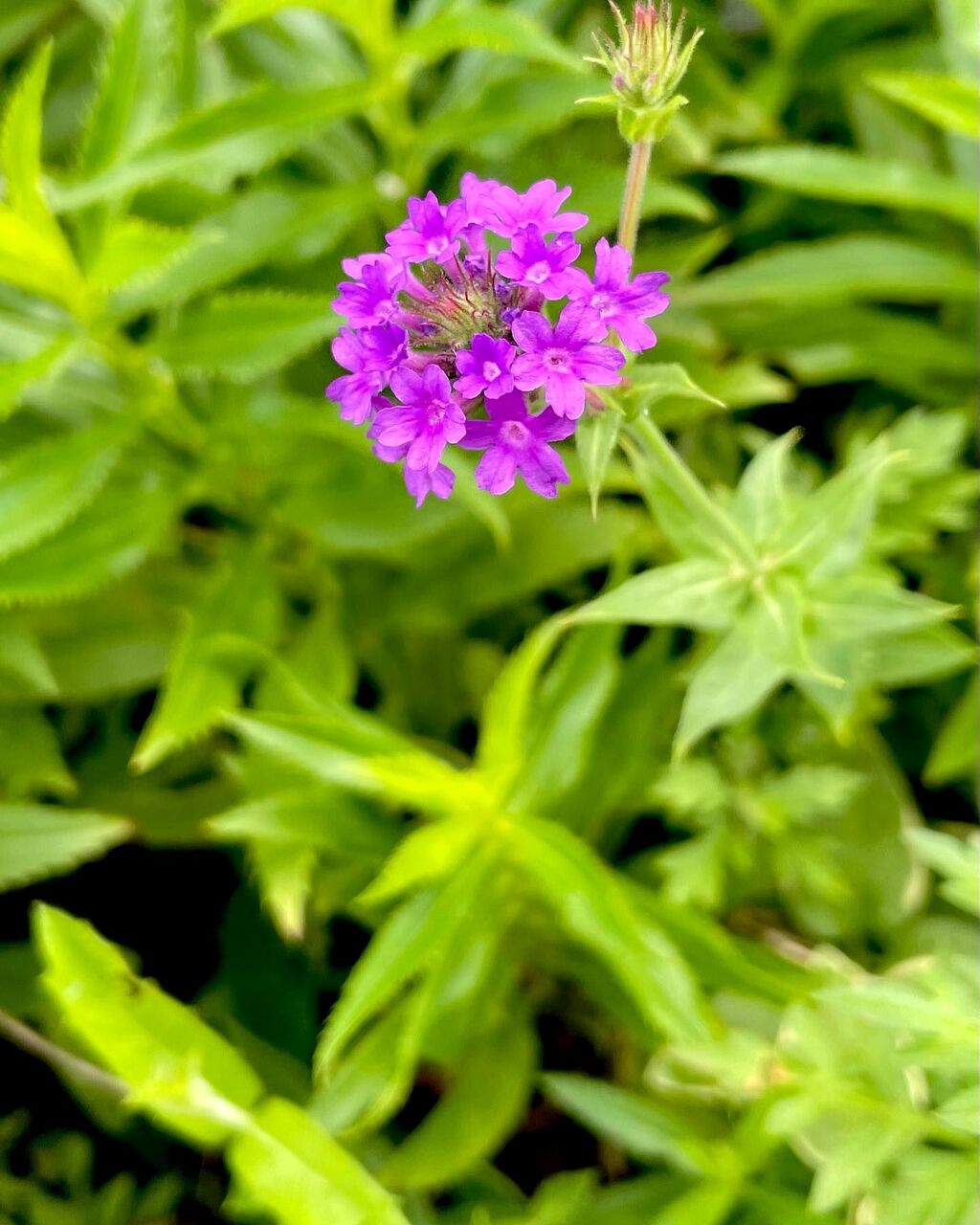 バーベナ リギダ べノーサ 花の名残り