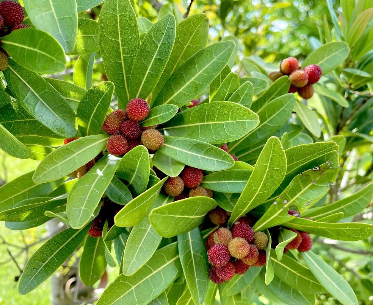 山桃 やまもも 花の名残り