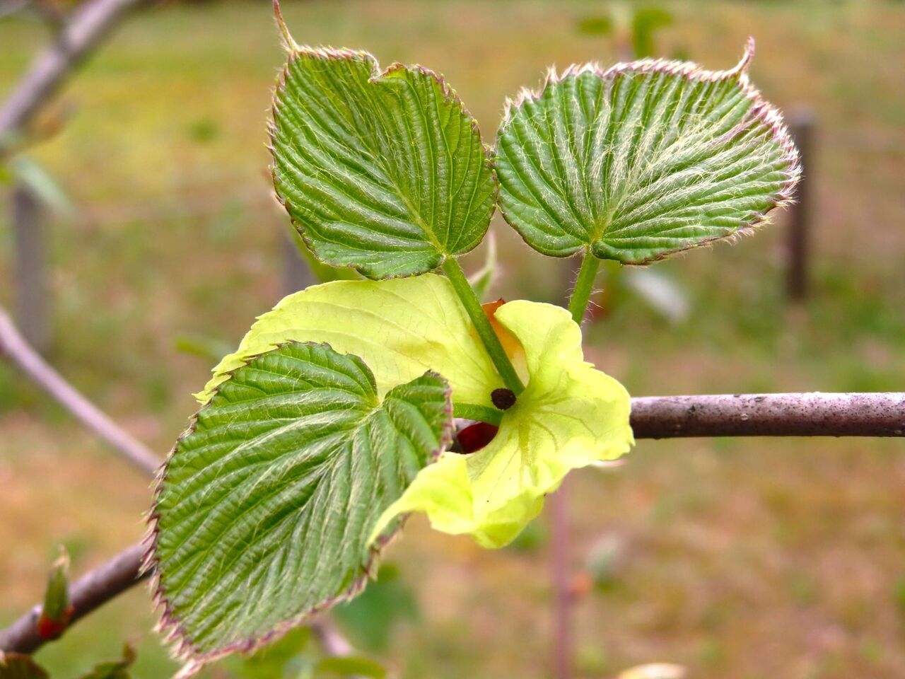 ハンカチの木 花の名残り