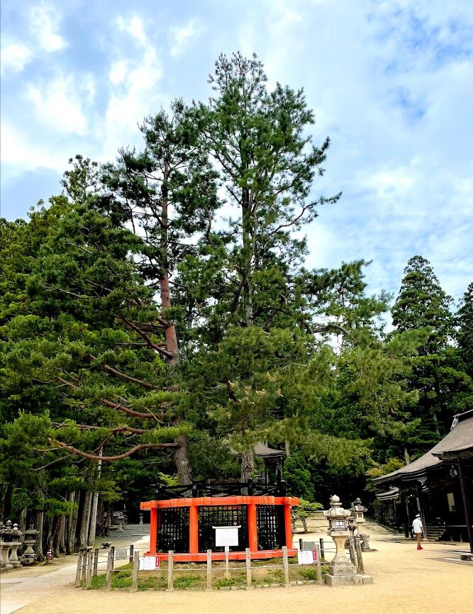 三鈷の松（さんこのまつ） : 花の名残り