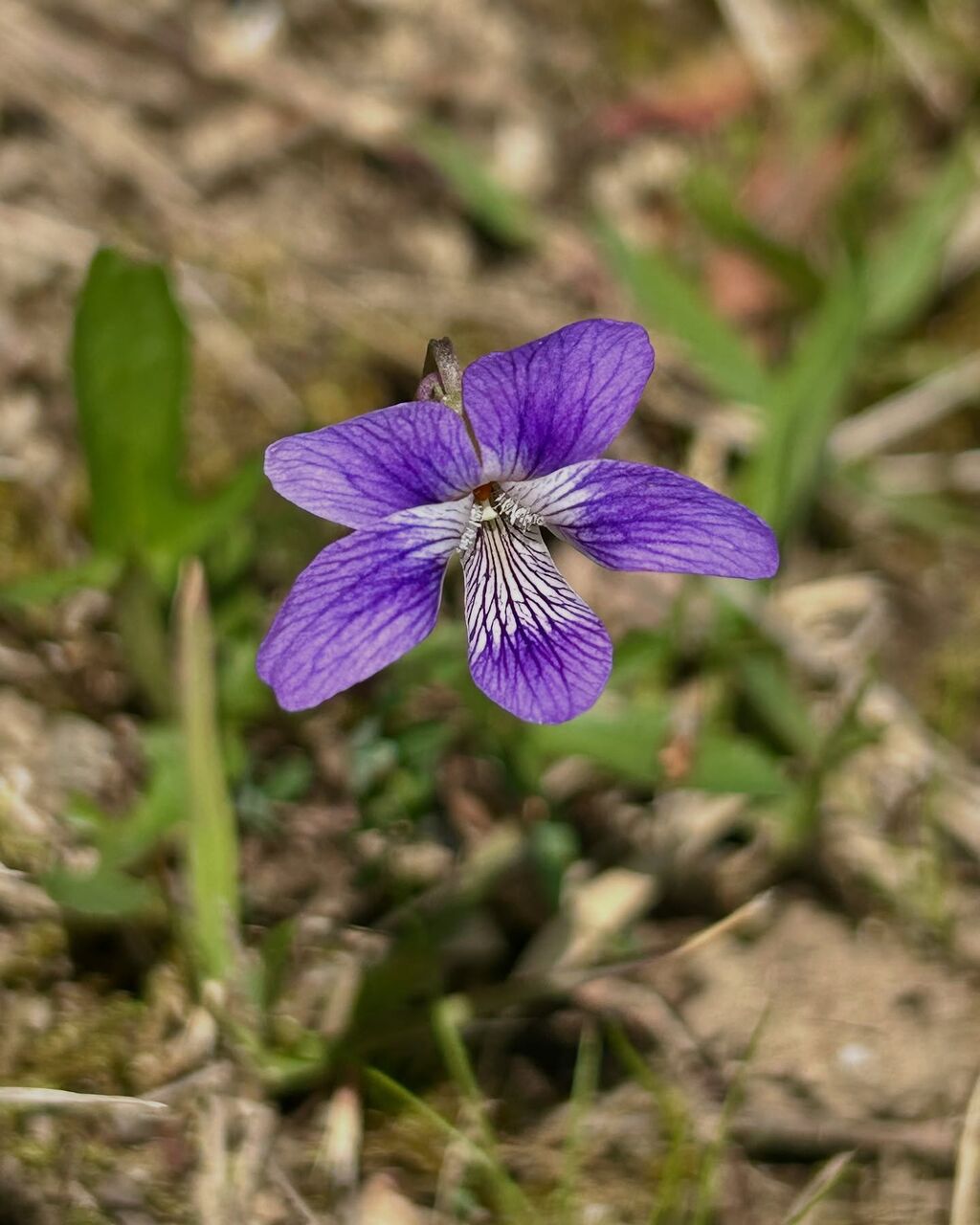 鍬形菫(くわがたすみれ) : 花の名残り