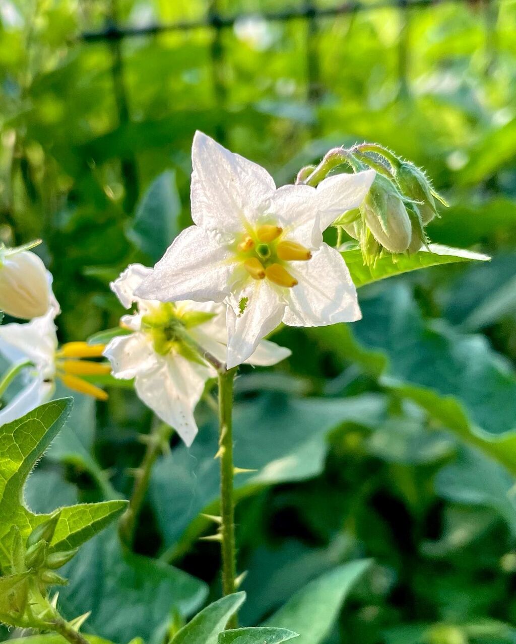 白花悪茄子 しろばなわるなすび 花の名残り 白花悪茄子 しろばなわるなすび 花の名残り