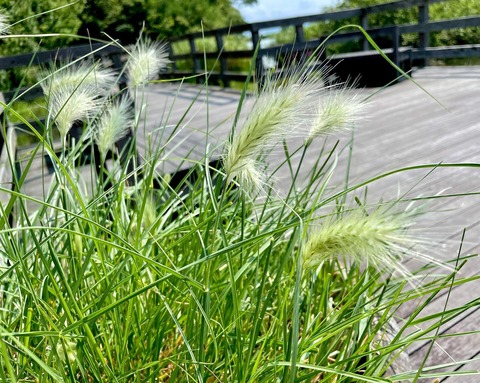 ペニセタム ビロサム 花の名残り