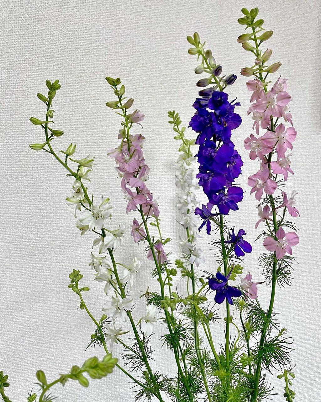 ラークスパー 花の名残り