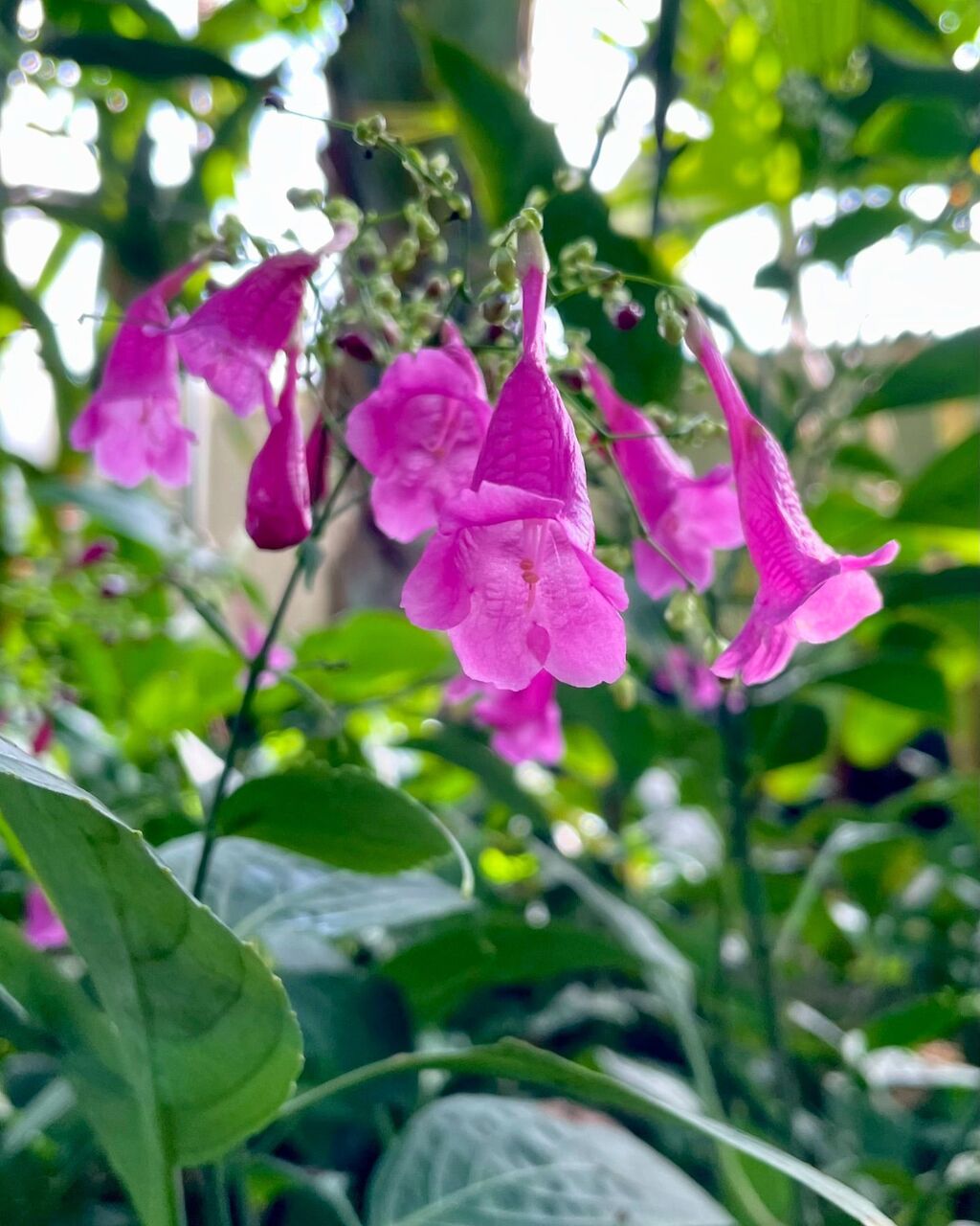 琉球藍（りゅうきゅうあい） : 花の名残り