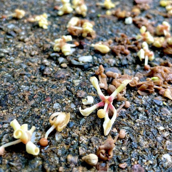 青桐 あおぎり 花の名残り