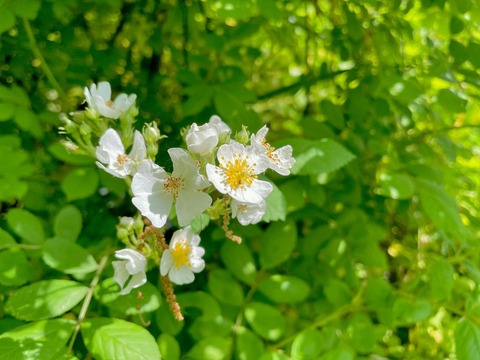 いばら 花 – いばらの花 ドラマ 無料 – YGNR
