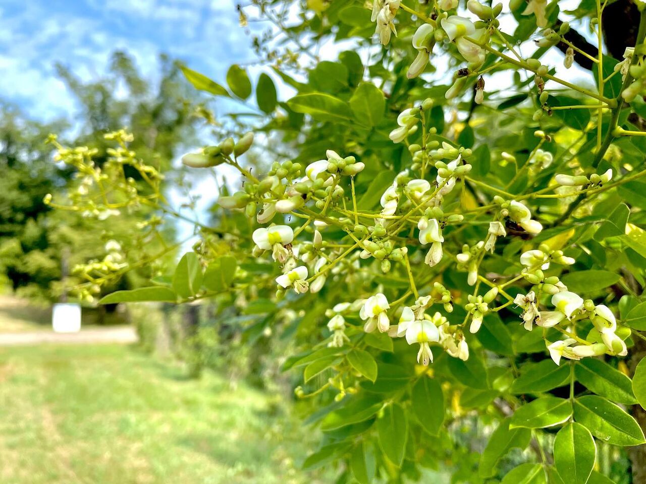 槐 えんじゅ 花の名残り