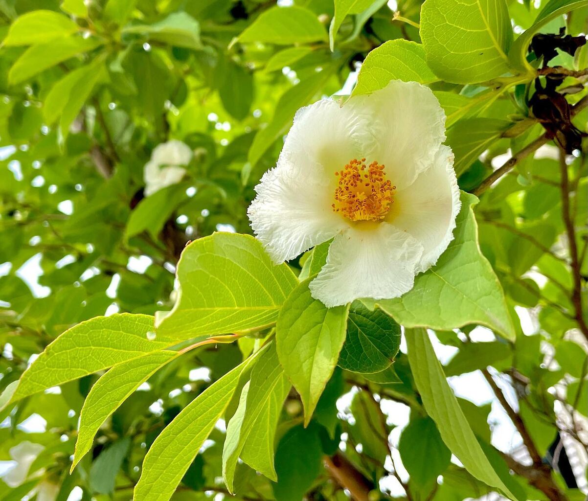 夏椿 なつつばき 花の名残り 夏椿 なつつばき 花の名残り