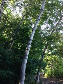 白樺 しらかば 花の名残り
