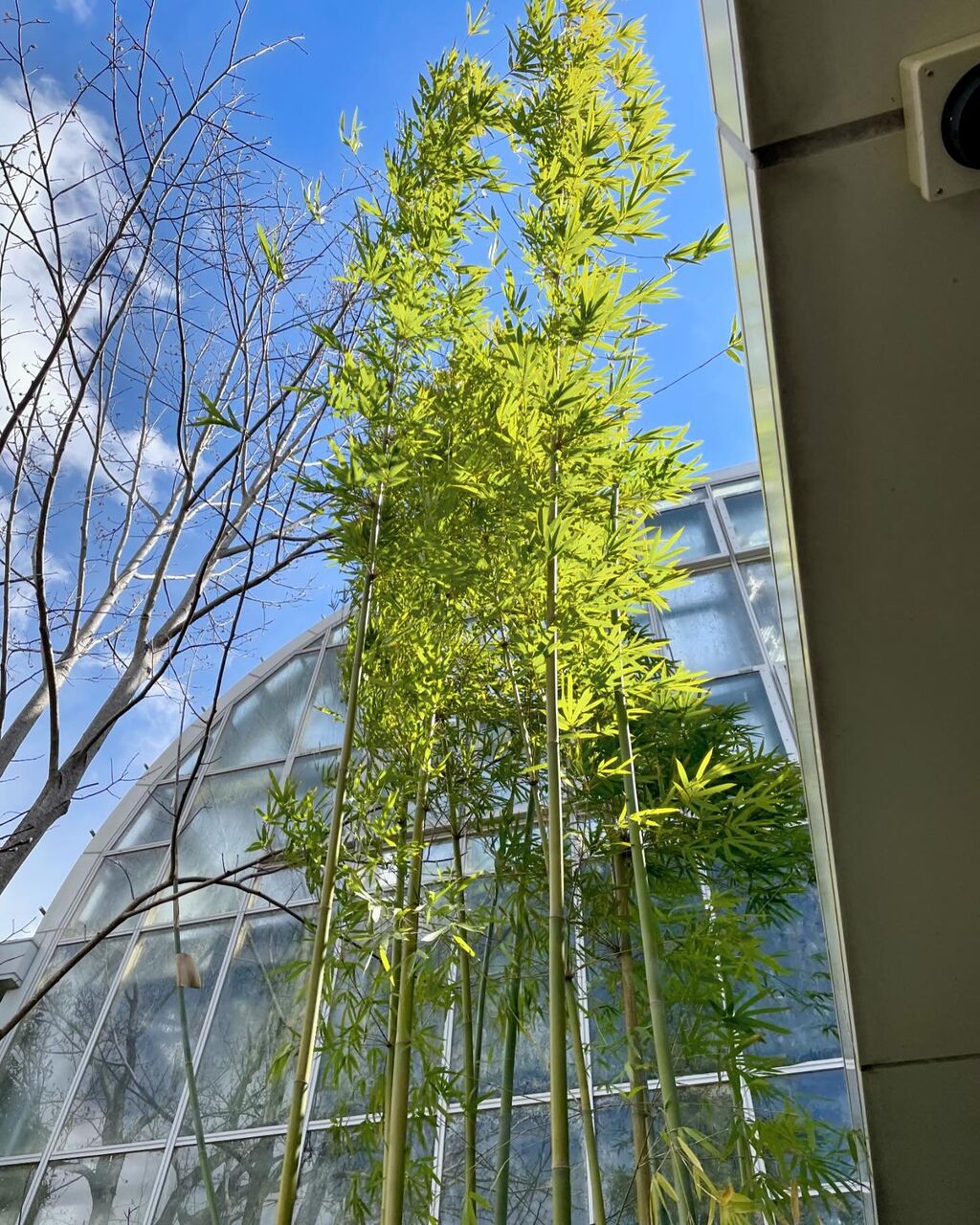 青皮竹(せいひちく) : 花の名残り