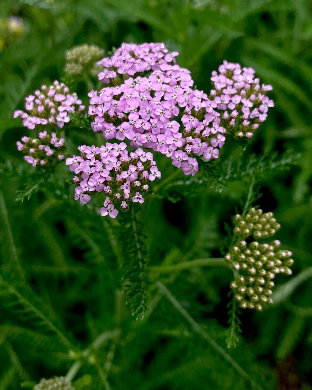 西洋鋸草 せいようのこぎりそう 花の名残り