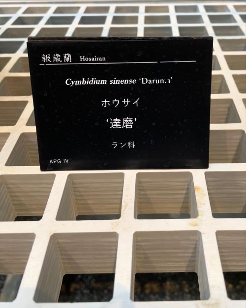 報歳蘭 '達磨'(ほうさいらん 'だるま') : 花の名残り 報歳蘭 '達磨'(ほうさいらん 'だるま') : 花の名残り