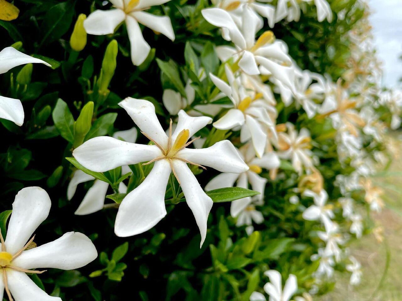 クチナシ 梔子 品種ーー清誉 Stage Oucpowersgrowth Com