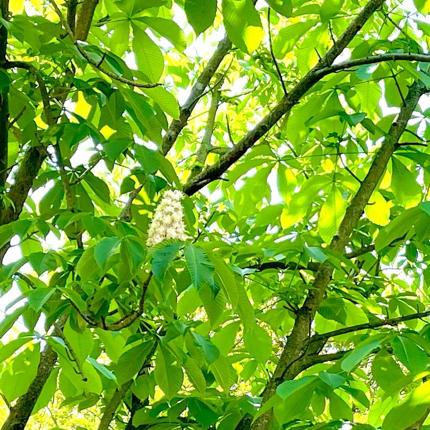 栃の木(とちのき) : 花の名残り