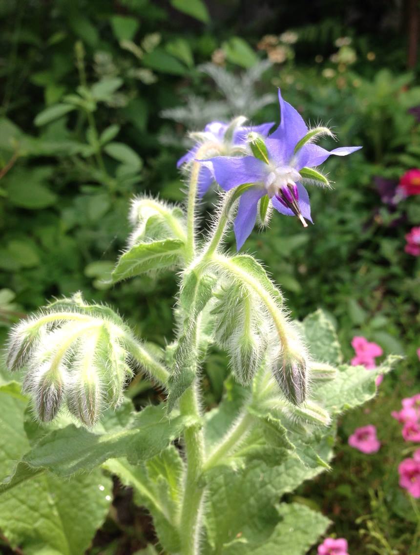 ボリジ 花の名残り
