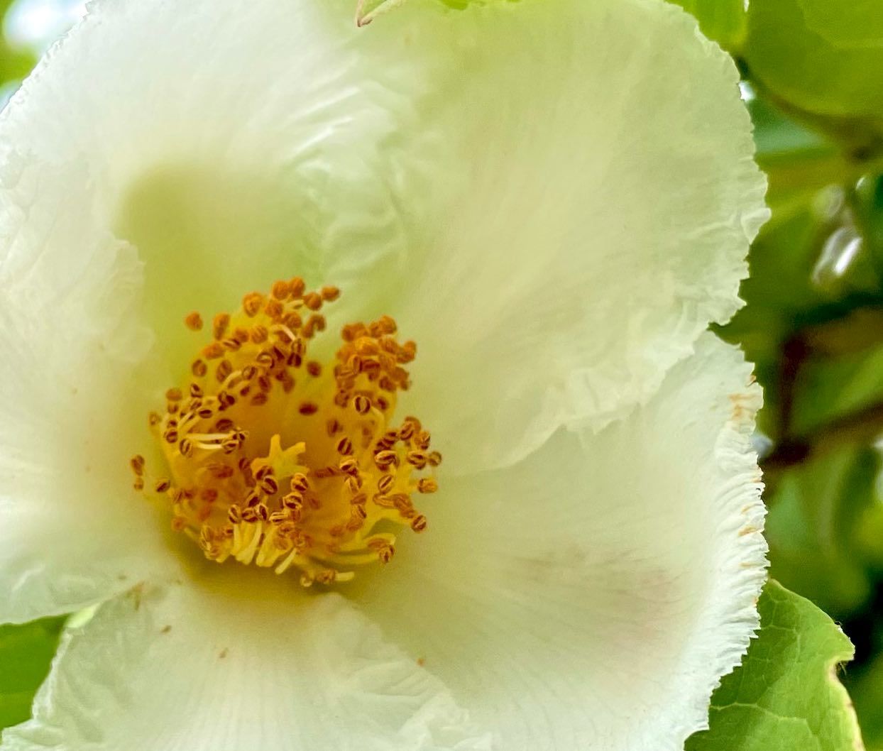 夏椿 なつつばき 花の名残り 夏椿 なつつばき 花の名残り