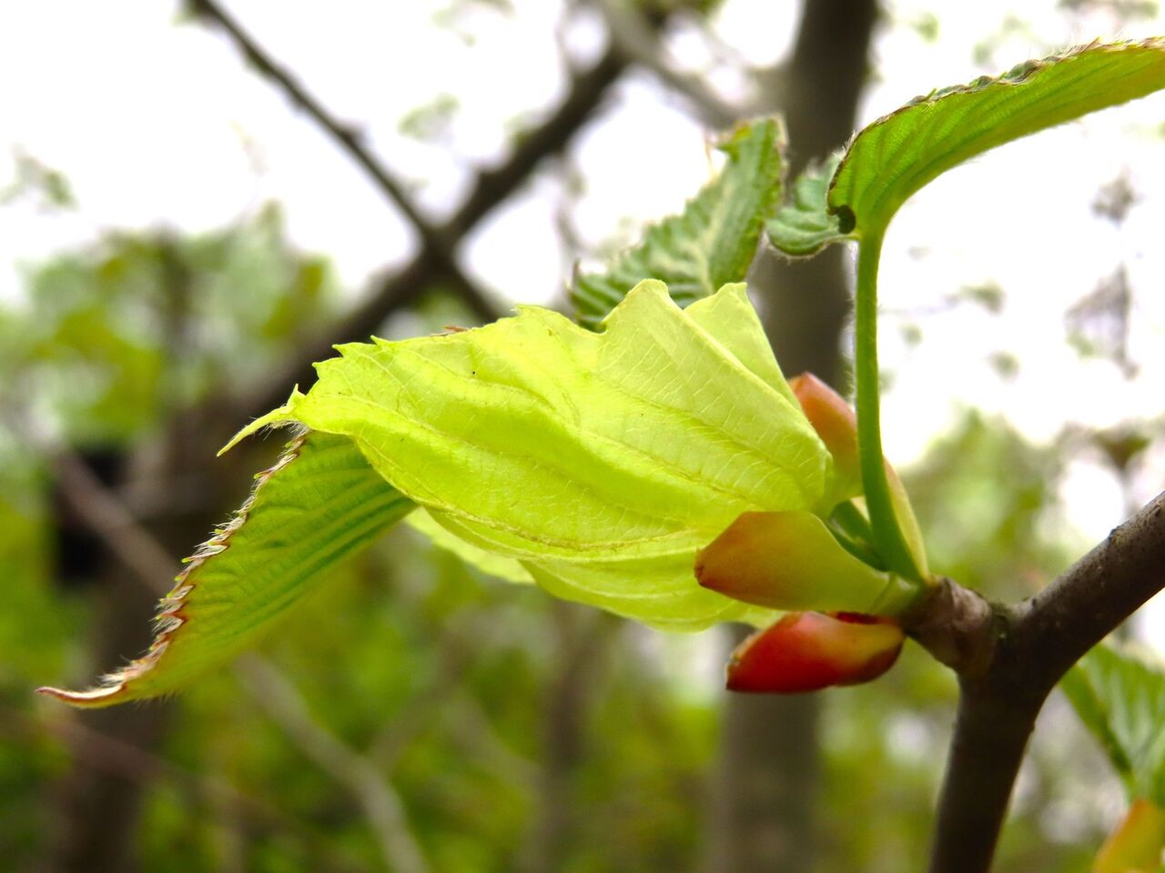ハンカチの木 花の名残り ハンカチの木 花の名残り