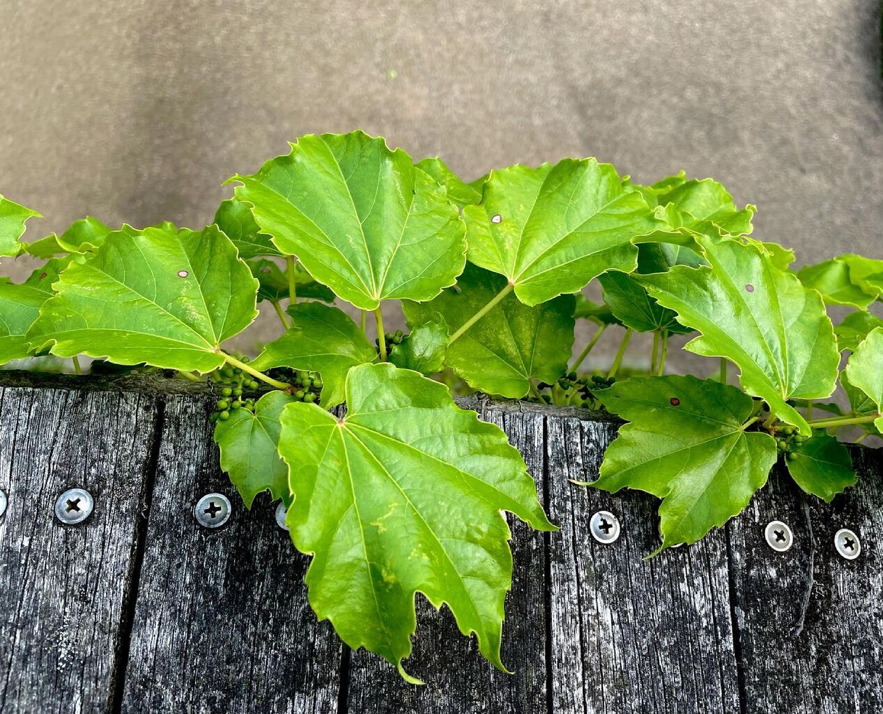 蔦 つた 花の名残り