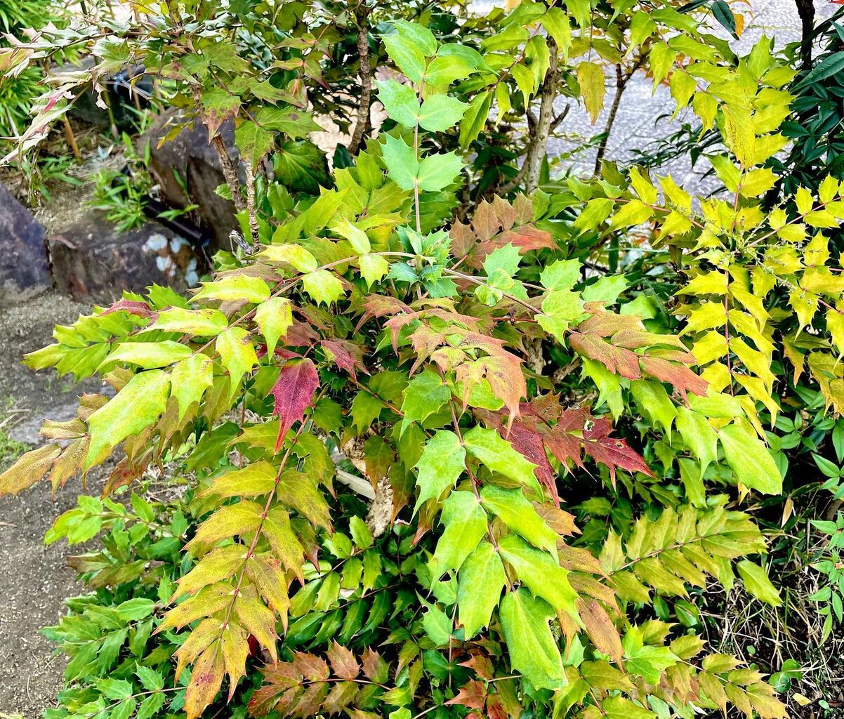 【新品タグ付き】群言堂　ブラウス 柊南天 ひいらぎなんてん　きなり色　綿100% 藍染二重織ブラウス柊南天（ひいらぎなんてん） | 石見銀山 群言